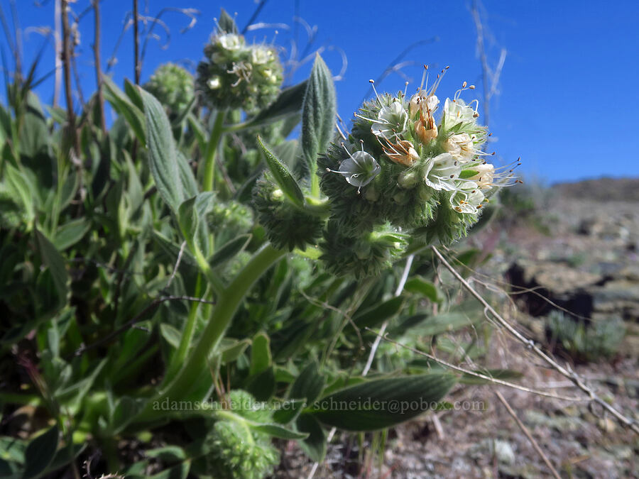 serpentine phacelia (Phacelia corymbosa) [China Hill, Yreka, Siskiyou County, California]