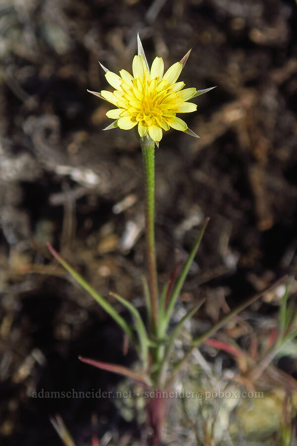 silverpuffs, flowering (Uropappus lindleyi (Microseris lindleyi)) [China Hill, Yreka, Siskiyou County, California]