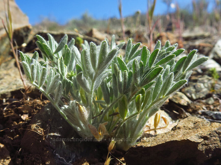 woolly-pod milk-vetch leaves (Astragalus purshii var. tinctus) [China Hill, Yreka, Siskiyou County, California]