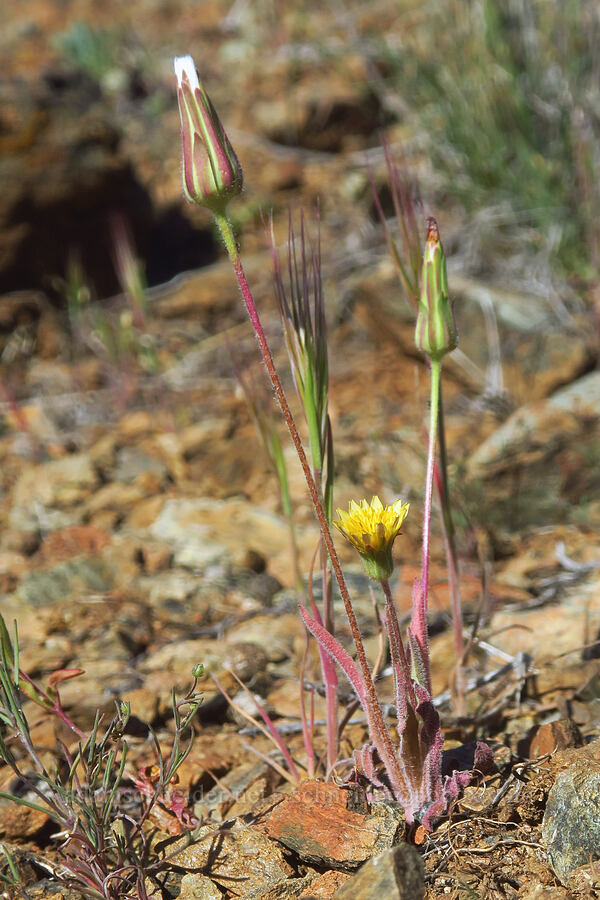 annual agoseris (Agoseris heterophylla) [China Hill, Yreka, Siskiyou County, California]
