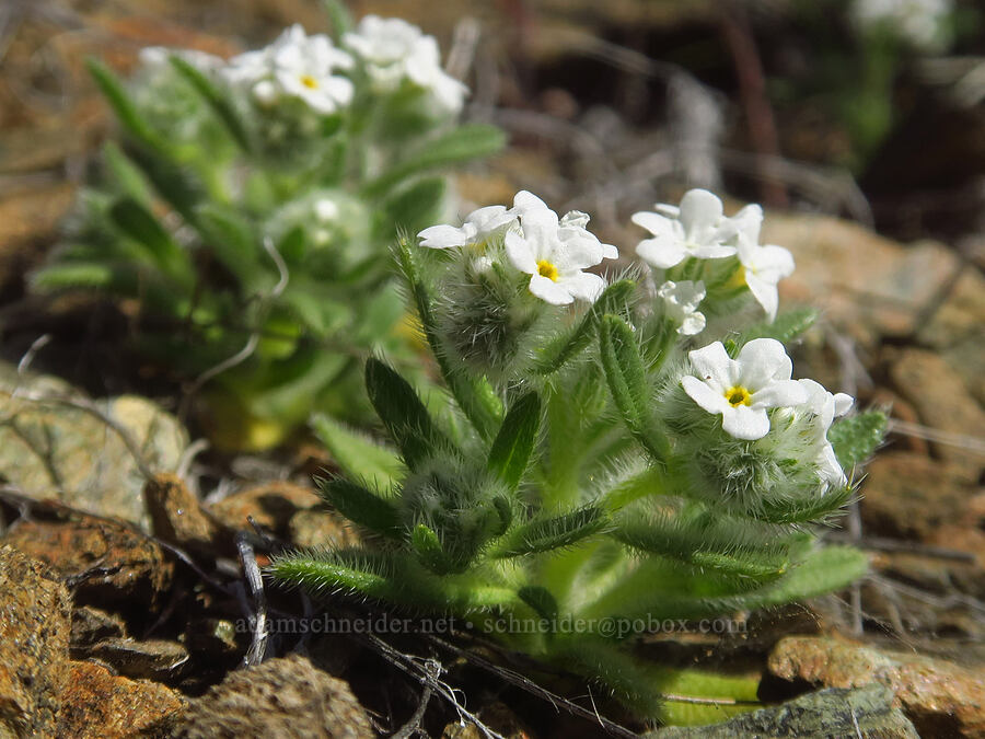 Great basin popcorn flower (Plagiobothrys kingii (Amsinckiopsis kingii)) [China Hill, Yreka, Siskiyou County, California]