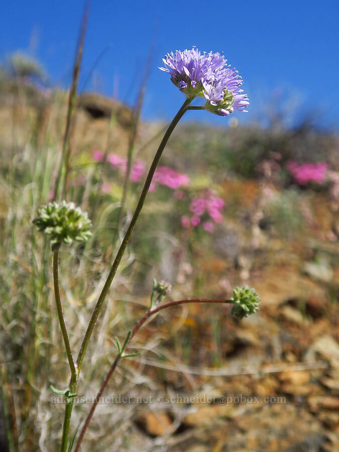 blue-head gilia (Gilia capitata ssp. capitata) [China Hill, Yreka, Siskiyou County, California]