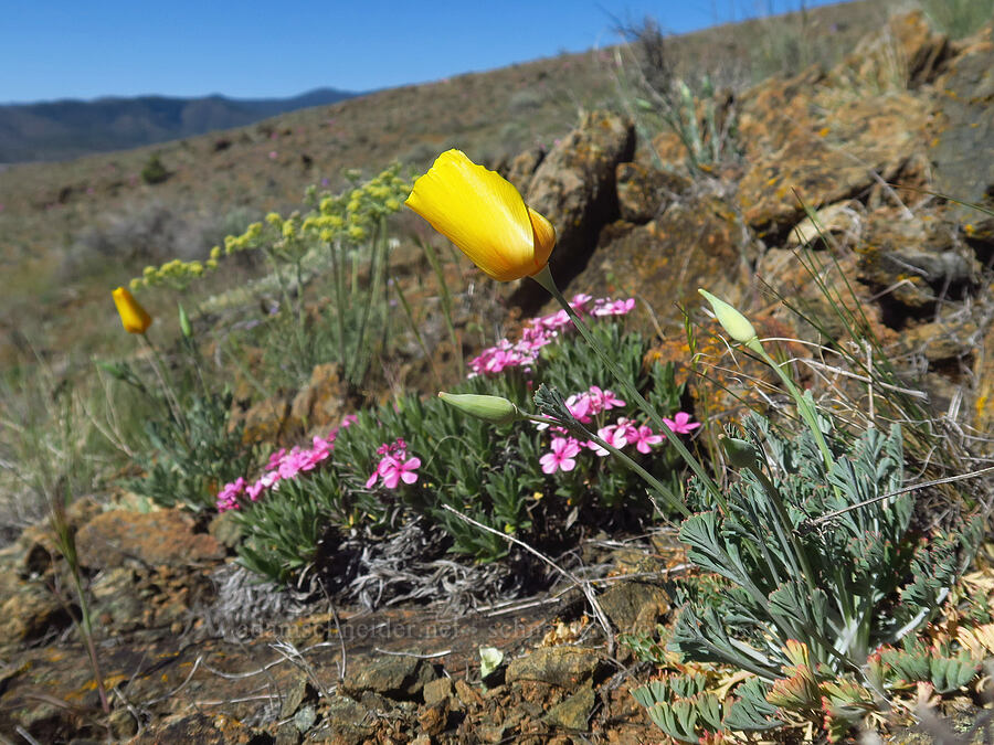California poppy & Yreka phlox (Eschscholzia californica, Phlox hirsuta) [China Hill, Yreka, Siskiyou County, California]