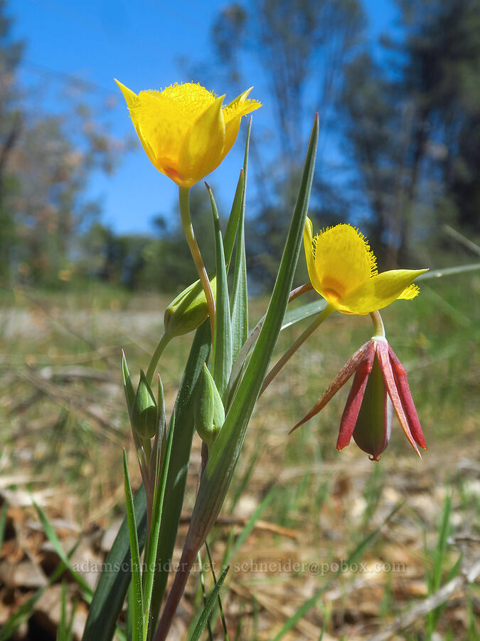 yellow star-tulips (Calochortus monophyllus) [Highway 44, Shasta County, California]