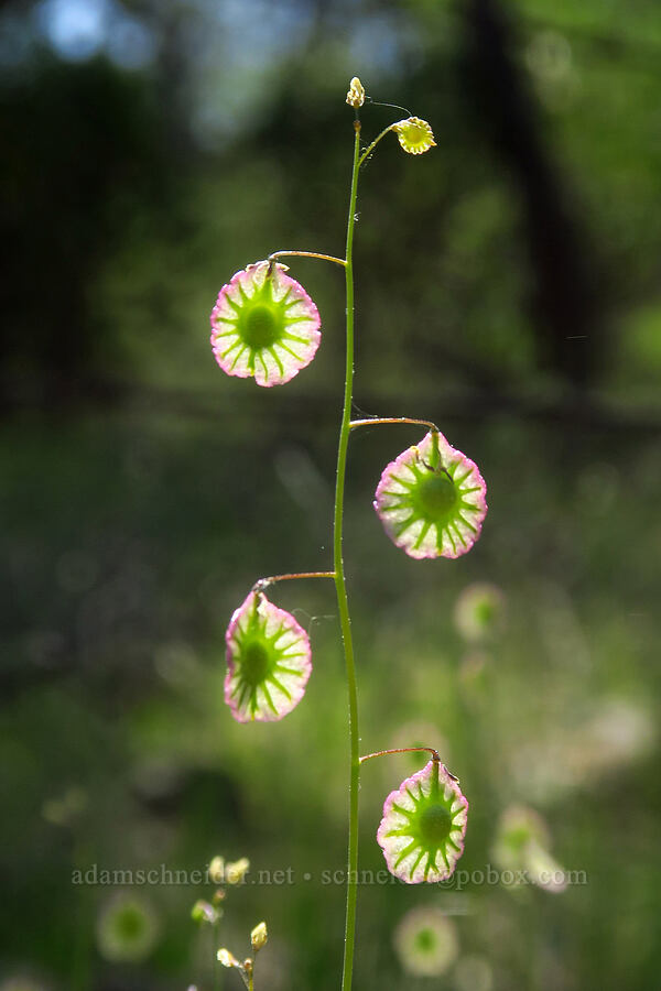 showy fringe-pod (Thysanocarpus radians) [Highway 44, Shasta County, California]