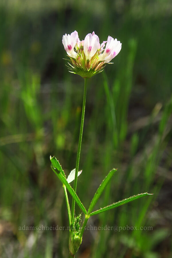 tomcat clover (Trifolium willdenovii) [Highway 44, Shasta County, California]
