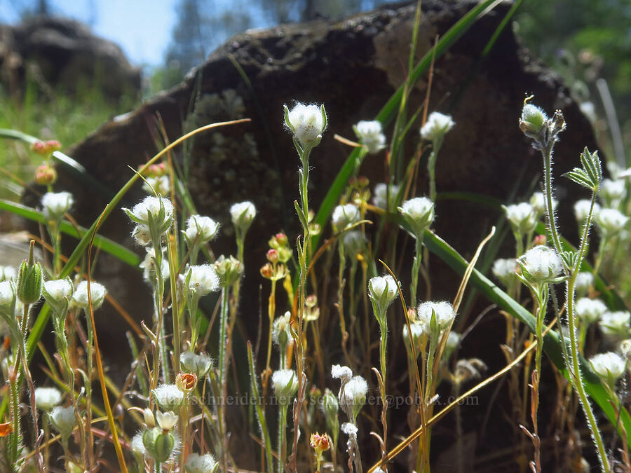 slender cotton-weed (Micropus californicus) [Highway 44, Shasta County, California]