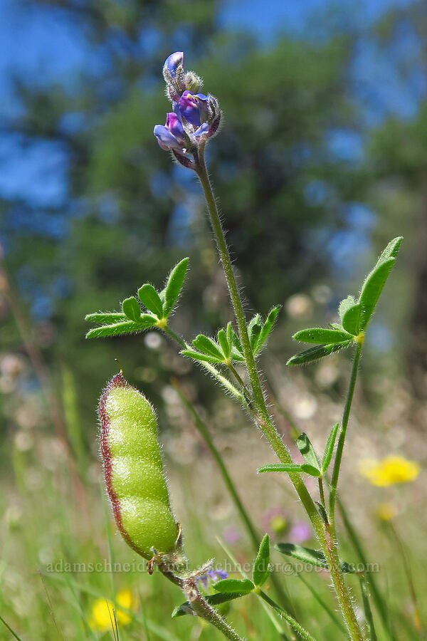 miniature lupine (Lupinus bicolor (Lupinus micranthus var. bicolor)) [Highway 44, Shasta County, California]