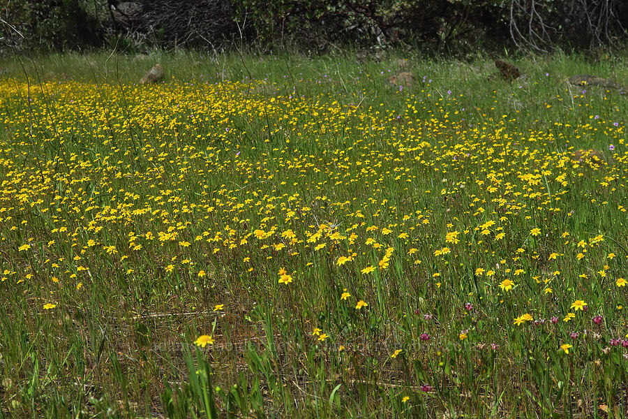 goldfields (Lasthenia californica) [Highway 44, Shasta County, California]