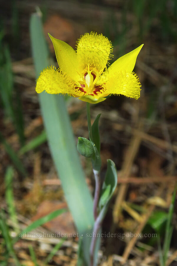 yellow star-tulip (Calochortus monophyllus) [Highway 44, Shasta County, California]