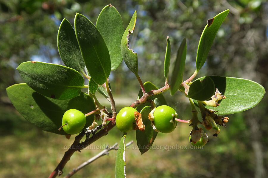 common manzanita berries (Arctostaphylos manzanita) [Highway 44, Shasta County, California]