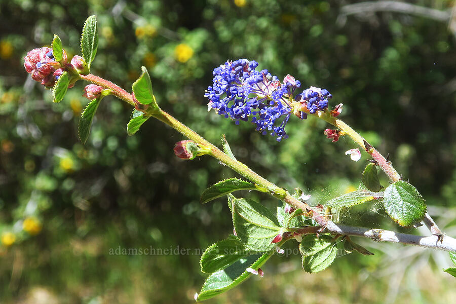 Lemmon's ceanothus (Ceanothus lemmonii) [Highway 44, Shasta County, California]