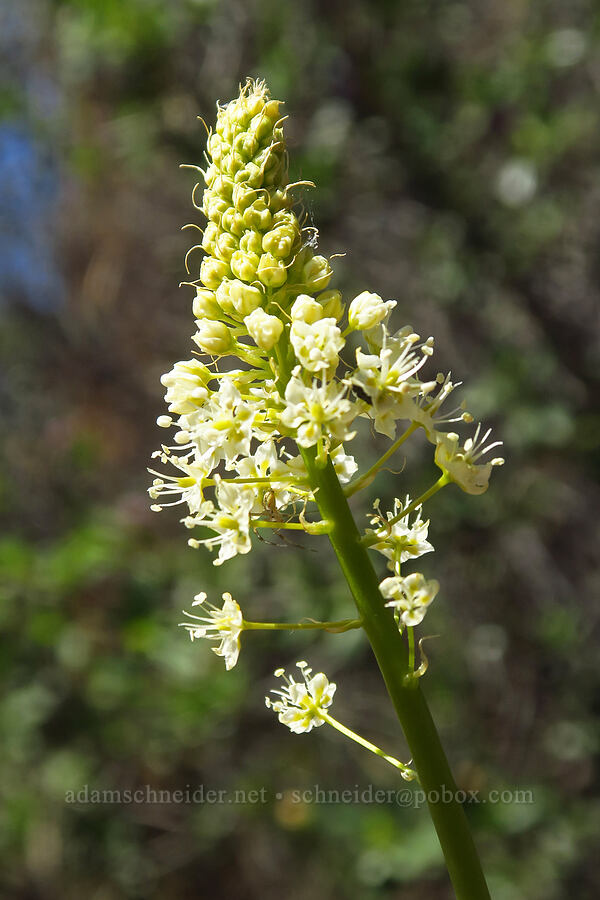 meadow death-camas (Toxicoscordion venenosum (Zigadenus venenosus)) [Highway 44, Shasta County, California]