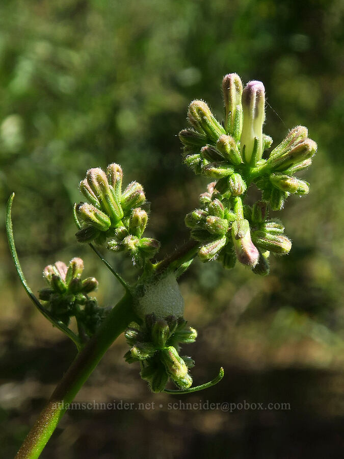yerba santa, budding (Eriodictyon californicum (Wigandia californica)) [Highway 44, Shasta County, California]