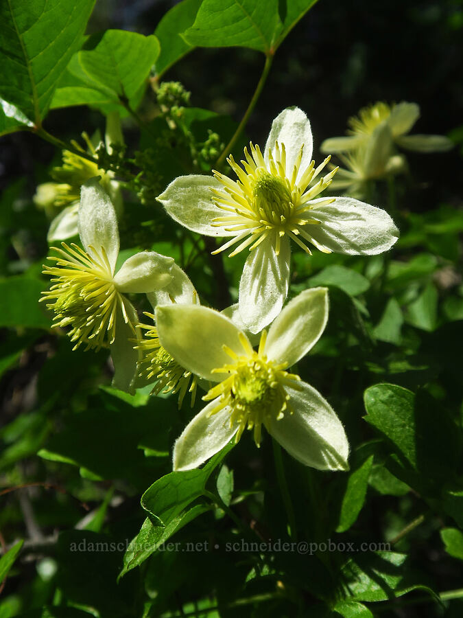 pipe-stem clematis (Clematis lasiantha) [Highway 44, Shasta County, California]