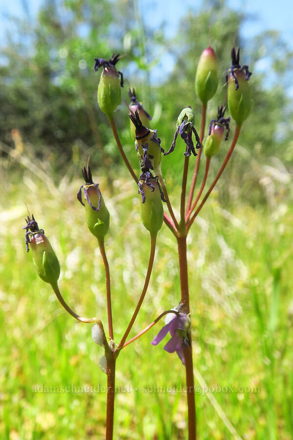 Henderson's shooting stars, going to seed (Dodecatheon hendersonii (Primula hendersonii)) [Highway 44, Shasta County, California]