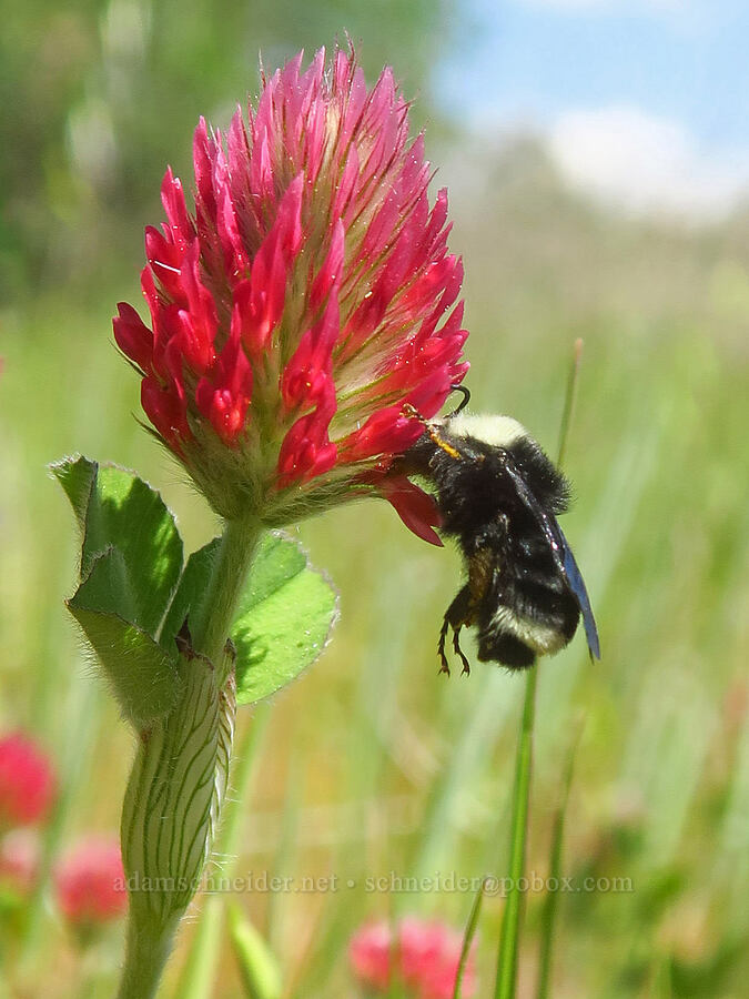 bumblebee on crimson clover (Bombus sp., Trifolium incarnatum) [Highway 44, Shasta County, California]