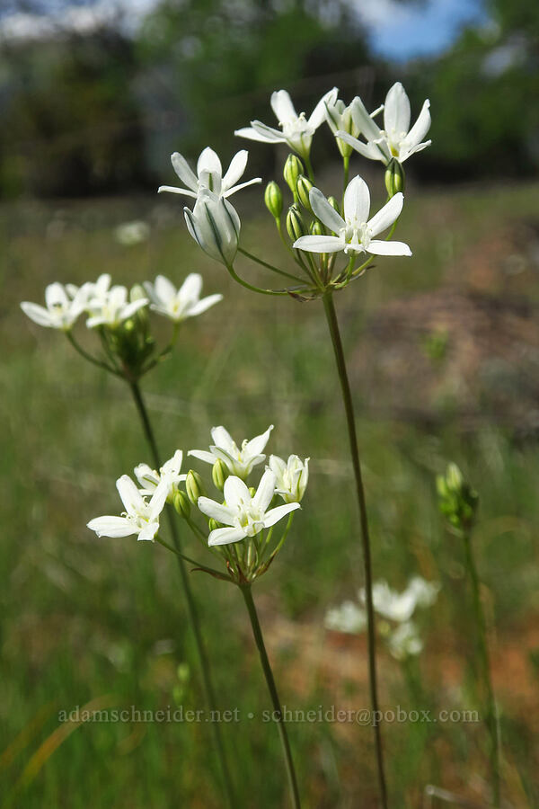 white brodiaea (wild hyacinth) (Triteleia hyacinthina (Brodiaea hyacinthina)) [Wildcat Road, Tehama County, California]