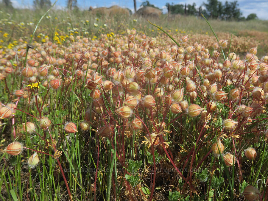 woolly meadow-foam, post-flowering (Limnanthes floccosa ssp. floccosa) [Wildcat Road, Tehama County, California]