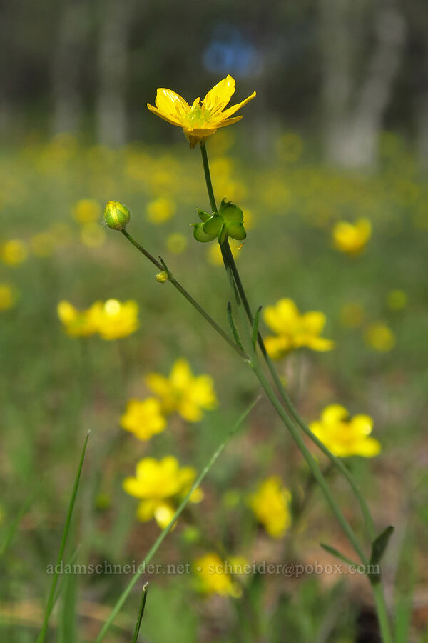 western buttercups (Ranunculus occidentalis) [High Trestle Road, Lassen National Forest, Tehama County, California]