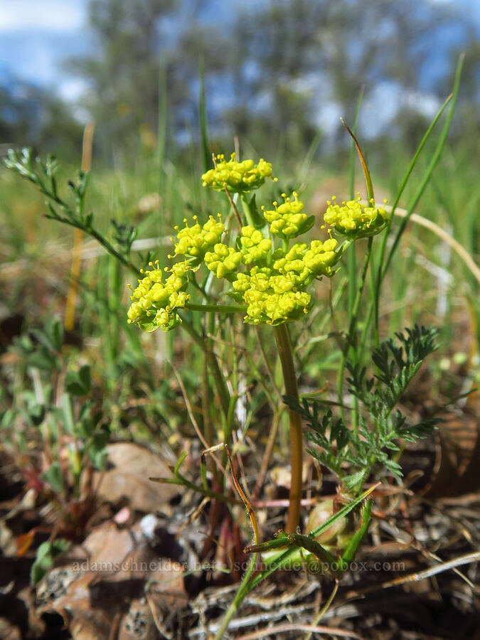 common desert parsley (spring gold) (Lomatium utriculatum) [High Trestle Road, Lassen National Forest, Tehama County, California]