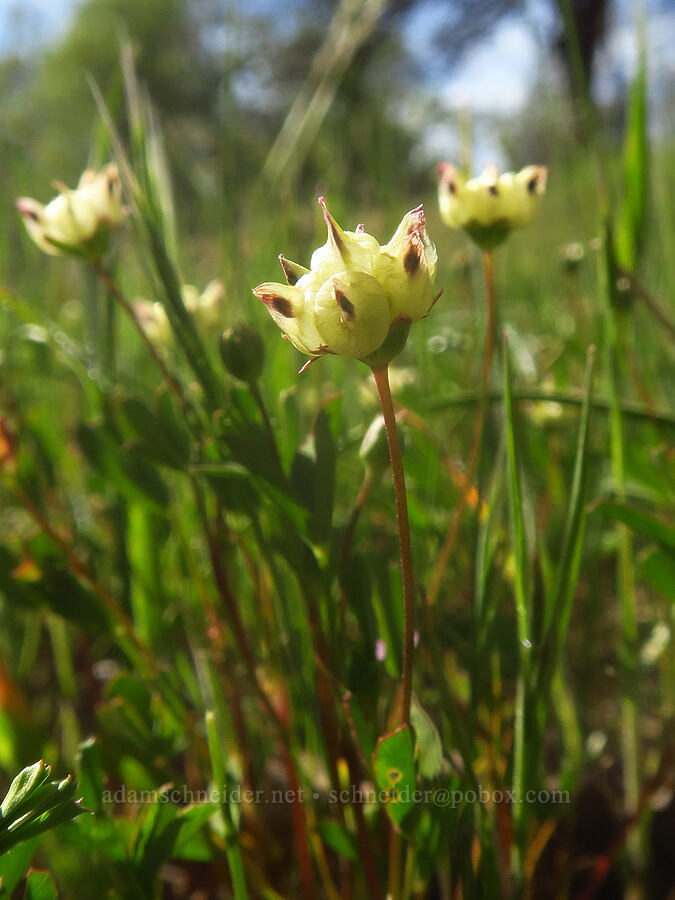 pale cow-bag clover (Trifolium depauperatum var. amplectens) [High Trestle Road, Lassen National Forest, Tehama County, California]