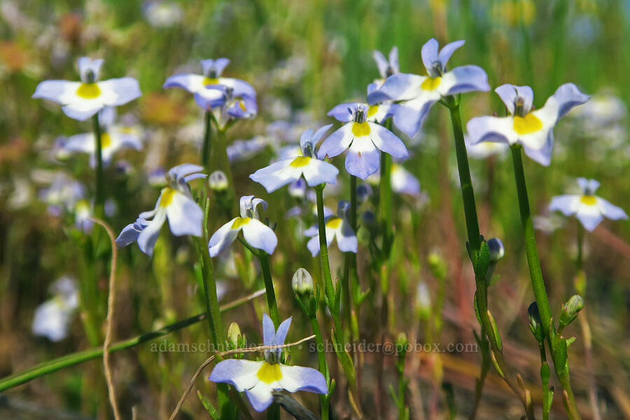 toothed calico-flower (Downingia cuspidata) [Dales Lake Ecological Reserve, Tehama County, California]