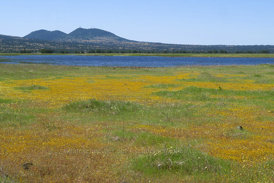 Tuscan Buttes, Dales Lake, & wildflowers [Dales Lake Ecological Reserve, Tehama County, California]