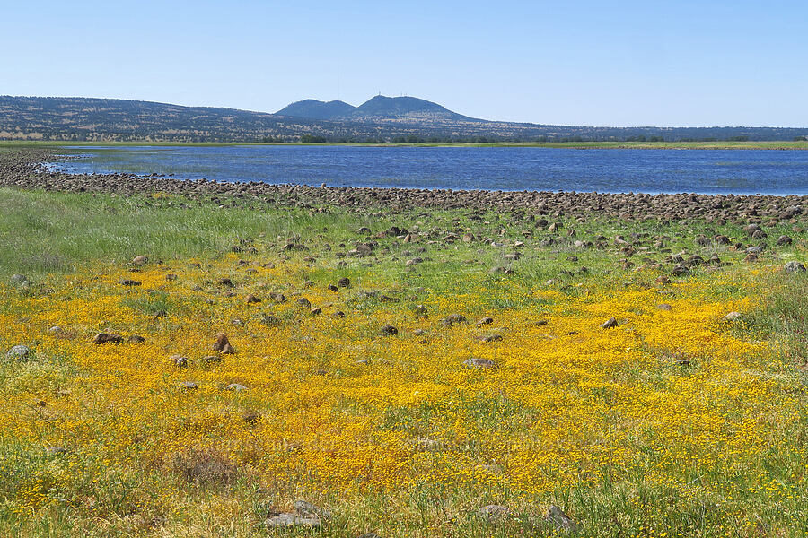 Fremont's goldfields, Dales Lake, & Tuscan Buttes (Lasthenia fremontii) [Dales Lake Ecological Reserve, Tehama County, California]