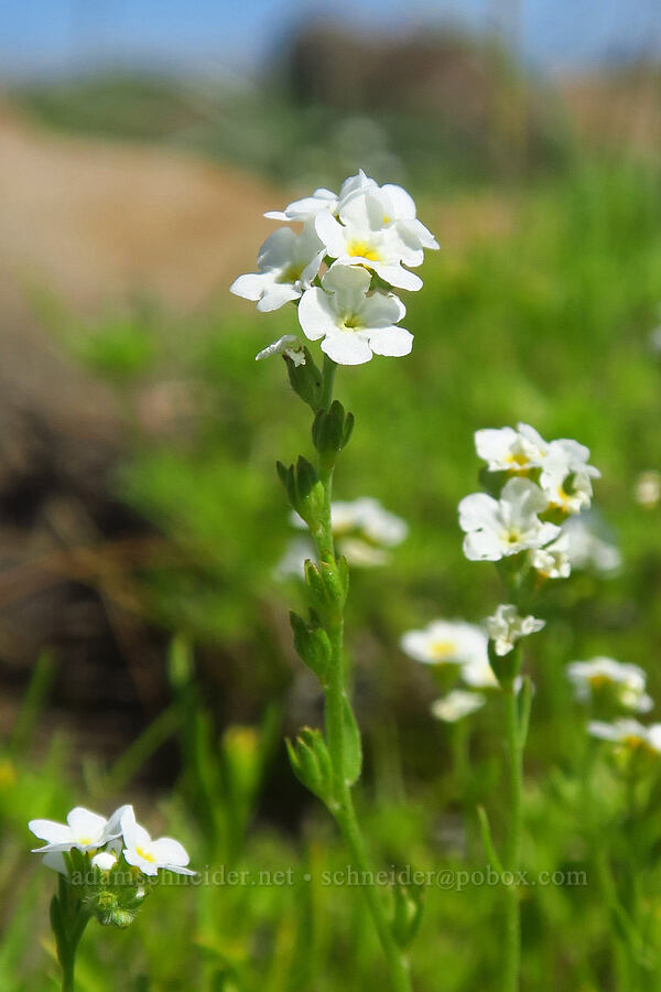 stalked popcorn flower (Plagiobothrys stipitatus var. micranthus) [Dales Lake Ecological Reserve, Tehama County, California]