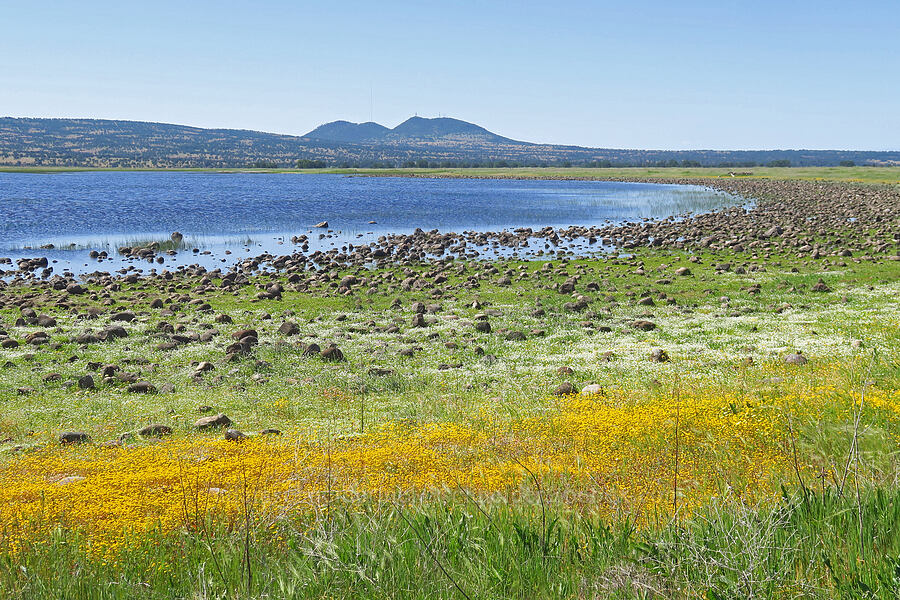 vernal pool wildflowers on the edge of Dales Lake [Dales Lake Ecological Reserve, Tehama County, California]