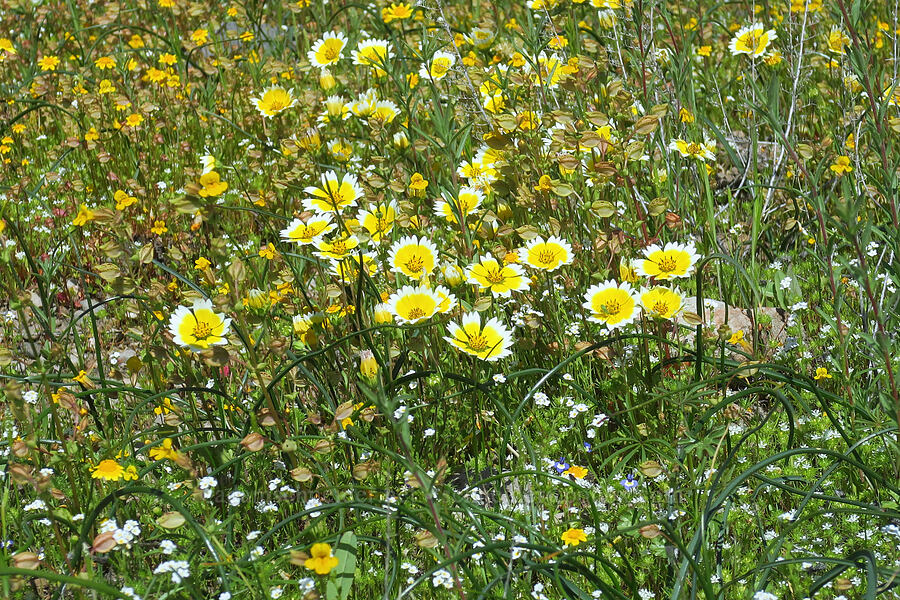 Fremont's tidy tips & other vernal pool wildflowers (Layia fremontii) [Dales Lake Ecological Reserve, Tehama County, California]