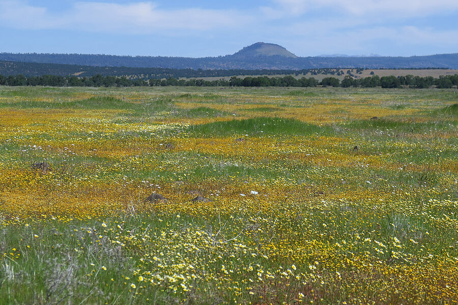 wildflowers [Dales Lake Ecological Reserve, Tehama County, California]
