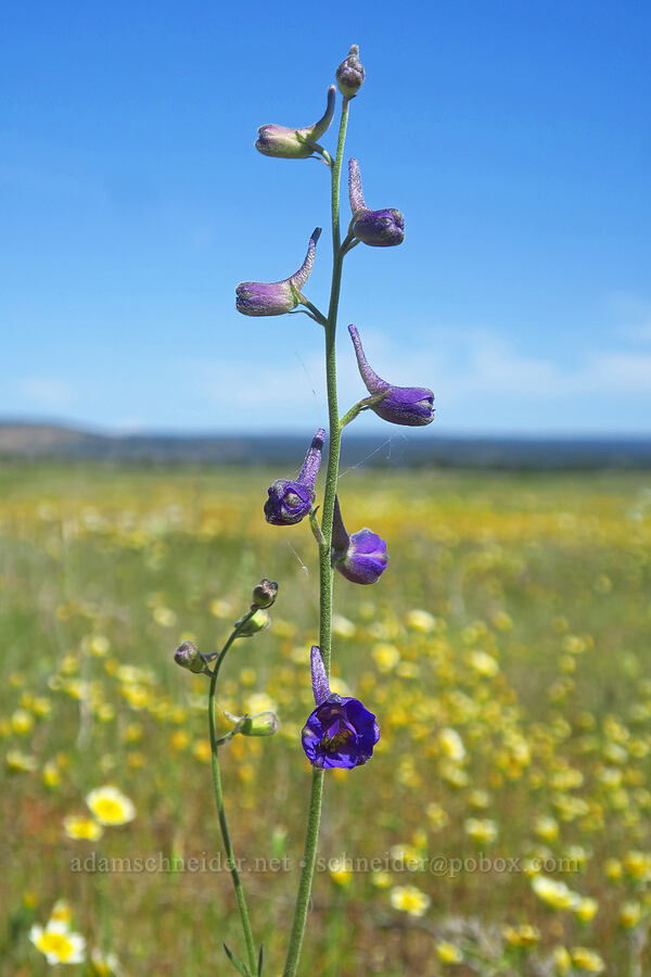 royal larkspur (Delphinium variegatum) [Dales Lake Ecological Reserve, Tehama County, California]