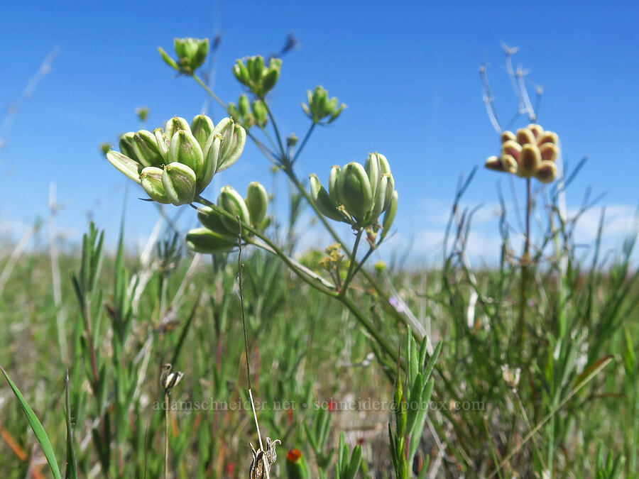Butte/Hartweg's desert parsley seeds (Lomatium marginatum var. marginatum) [Dales Lake Ecological Reserve, Tehama County, California]