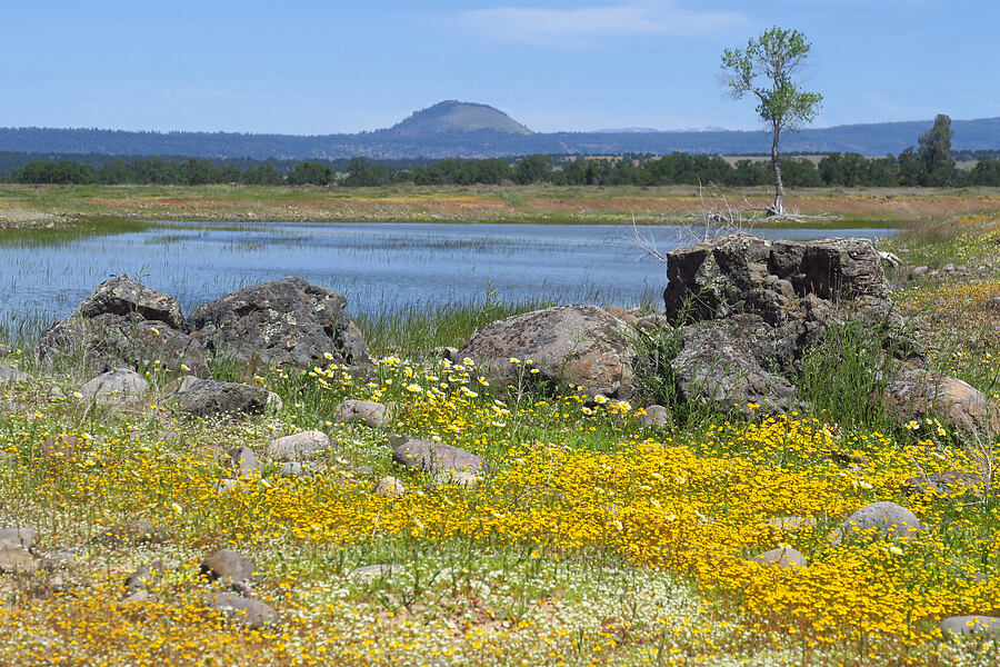 wildflowers & Old Highway Pool [Dales Lake Ecological Reserve, Tehama County, California]