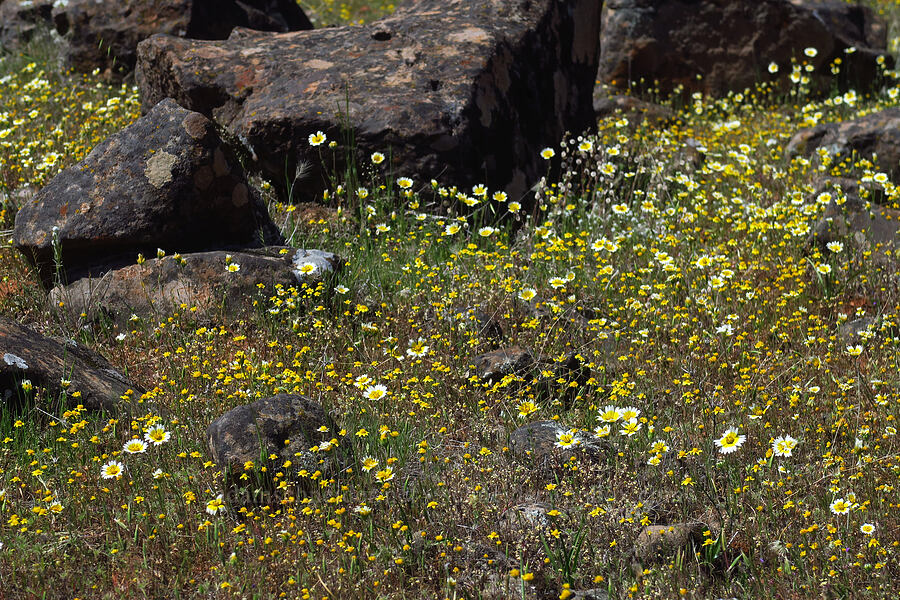tidy-tips & goldfields (Layia fremontii, Lasthenia californica) [Hog Lake Plateau, Tehama County, California]