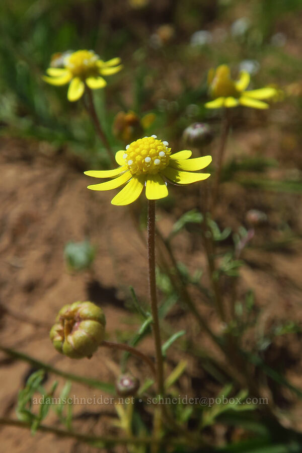 common glue-seed (Blennosperma nanum) [Hog Lake Plateau, Tehama County, California]