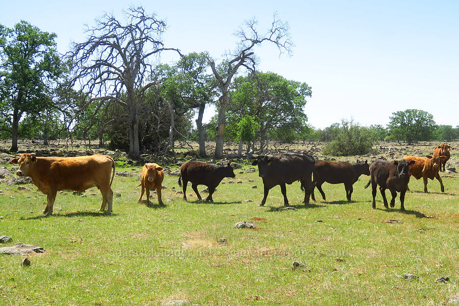 cows (Bos taurus) [Hog Lake Plateau, Tehama County, California]