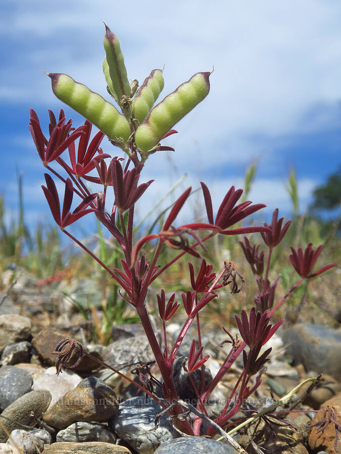 miniature lupine (Lupinus bicolor (Lupinus micranthus var. bicolor)) [near Hog Lake, Tehama County, California]