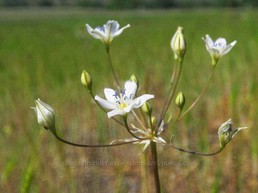 foothill triteleia (glassy wild hyacinth) (Triteleia lilacina (Brodiaea lilacina)) [Sacramento River Bend Outstanding Natural Area, Tehama County, California]
