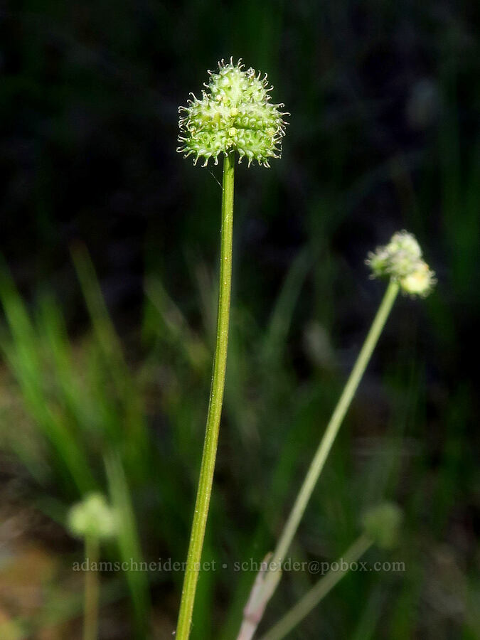 poison sanicle, going to seed (Sanicula bipinnata) [Sacramento River Bend Outstanding Natural Area, Tehama County, California]