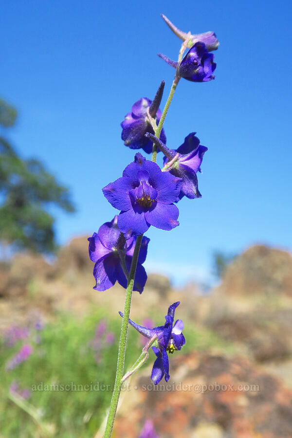 royal larkspur (Delphinium variegatum) [Sacramento River Bend Outstanding Natural Area, Tehama County, California]