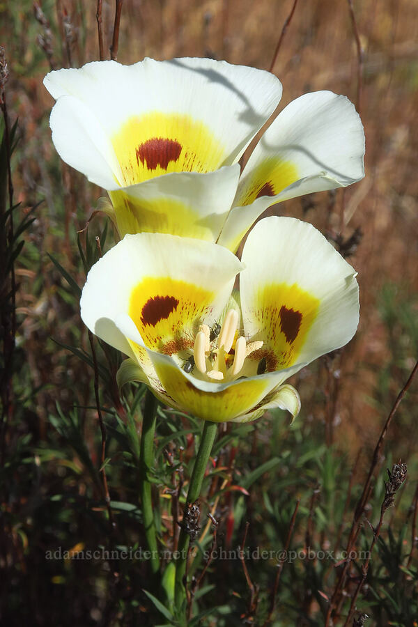 superb mariposa lilies (Calochortus superbus) [Sacramento River Bend Outstanding Natural Area, Tehama County, California]