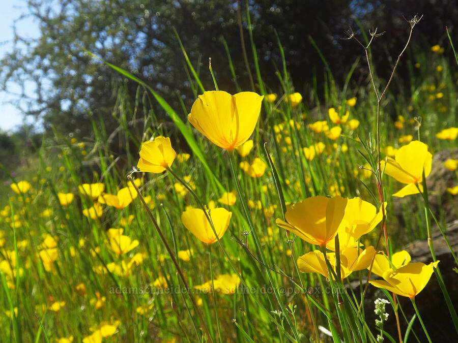foothill poppies (Eschscholzia caespitosa) [Sacramento River Bend Outstanding Natural Area, Tehama County, California]