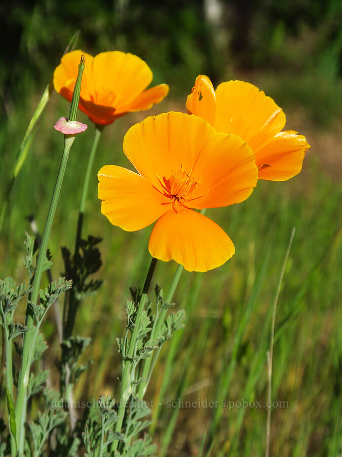 California poppies (Eschscholzia californica) [Sacramento River Bend Outstanding Natural Area, Tehama County, California]