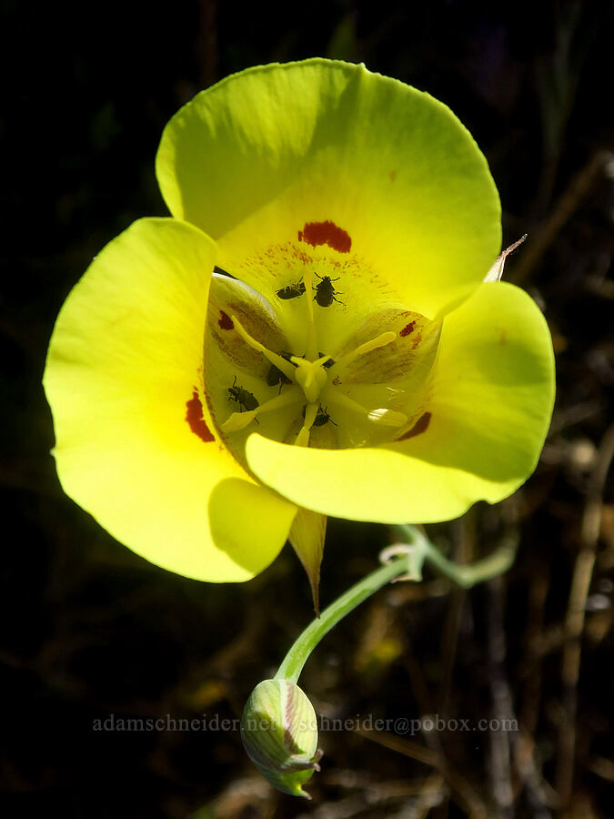 yellow mariposa lily (Calochortus luteus) [Sacramento River Bend Outstanding Natural Area, Tehama County, California]