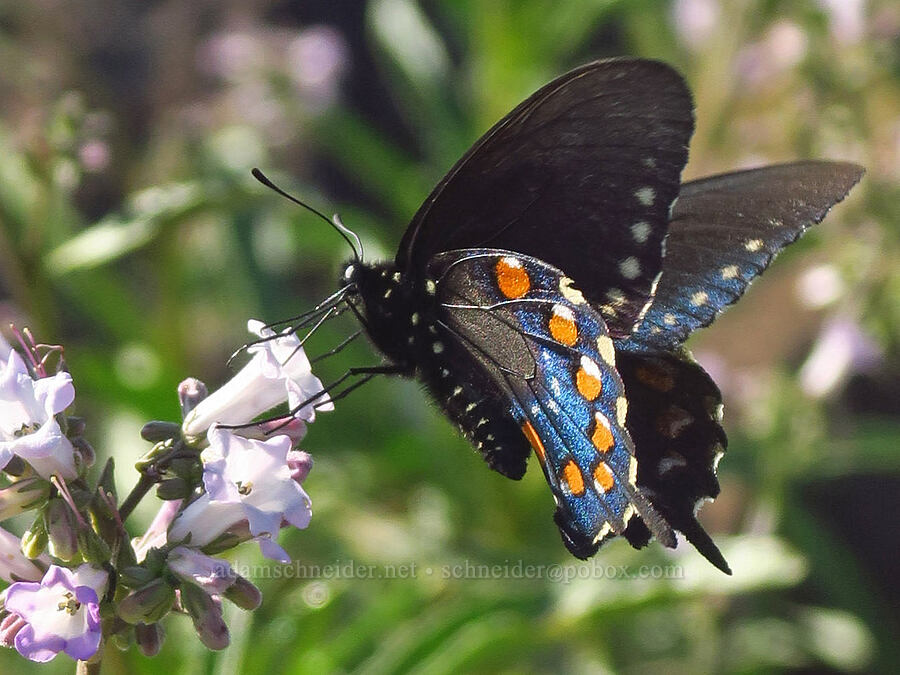pipevine swallowtail butterfly on yerba santa (Battus philenor, Eriodictyon californicum (Wigandia californica)) [Sacramento River Bend Outstanding Natural Area, Tehama County, California]