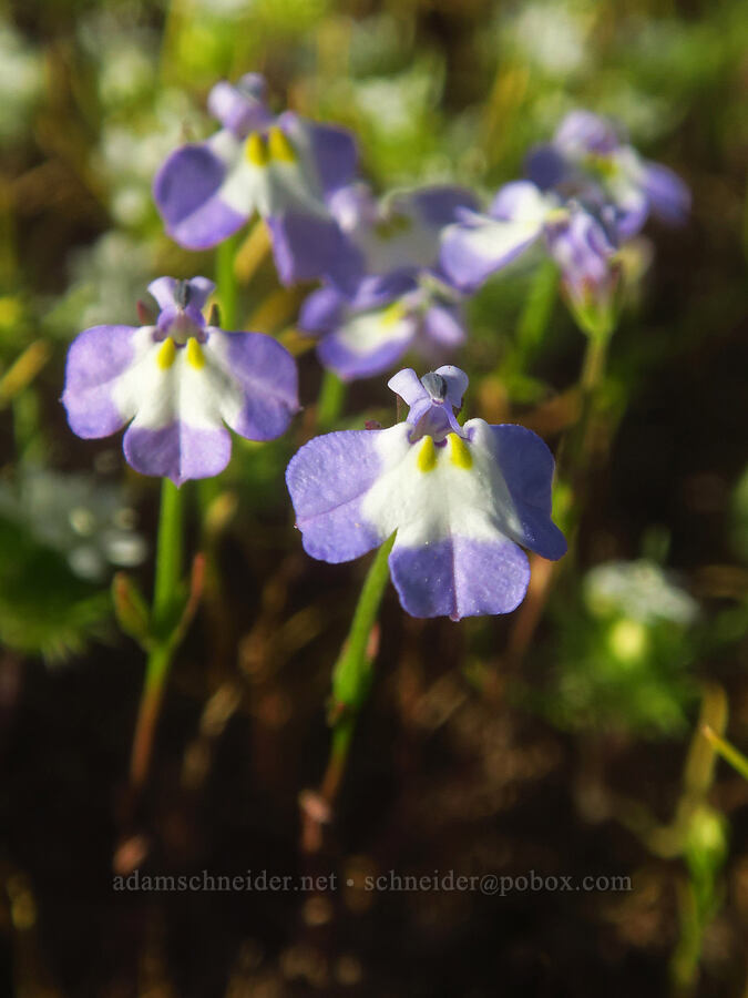 double-horn calico-flower (Downingia bicornuta) [Sacramento River Bend Outstanding Natural Area, Tehama County, California]