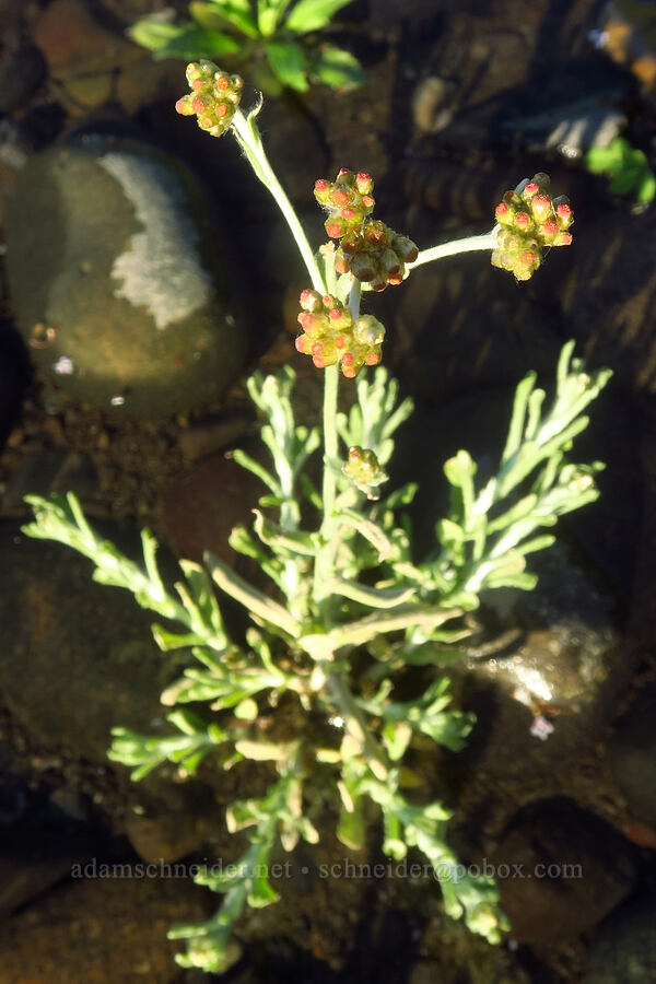 cudweed (Pseudognaphalium stramineum) [Sacramento River Bend Outstanding Natural Area, Tehama County, California]